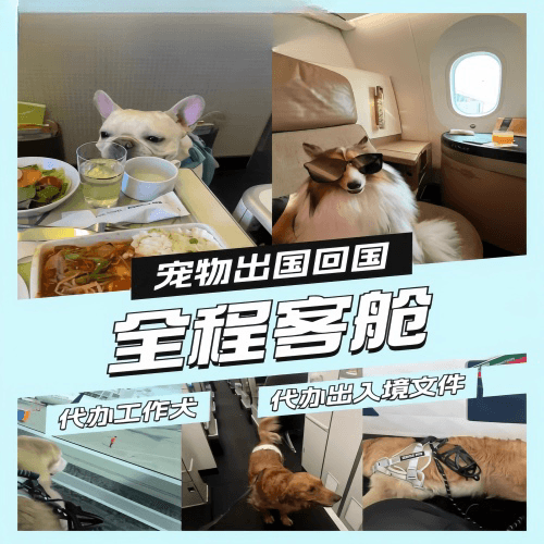 北辰区宠物托运到白俄罗斯宠物入境规定和要求